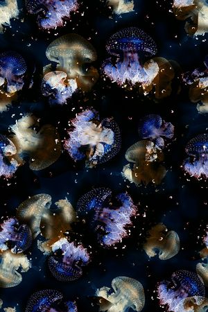 水母印花华亿平台图片