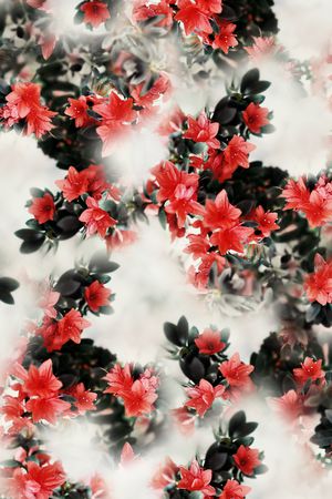 照片花卉印花华亿平台图片