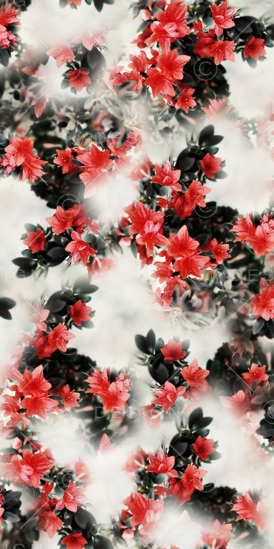 照片花卉印花华亿平台图片