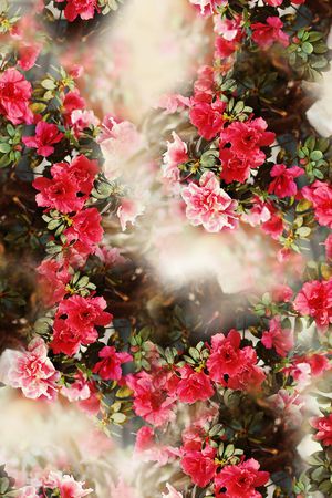 照片花卉印花华亿平台图片