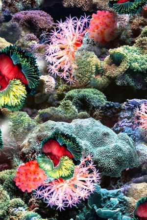 珊瑚印花华亿平台图片