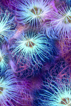 炫彩印花华亿平台图片