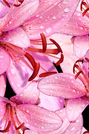 春夏华亿平台印花华亿平台图片