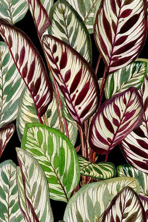 绿植树叶印花华亿平台图片