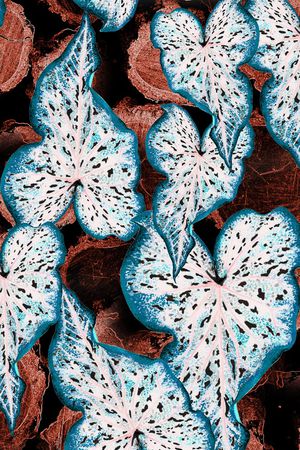 线条印花华亿平台图片