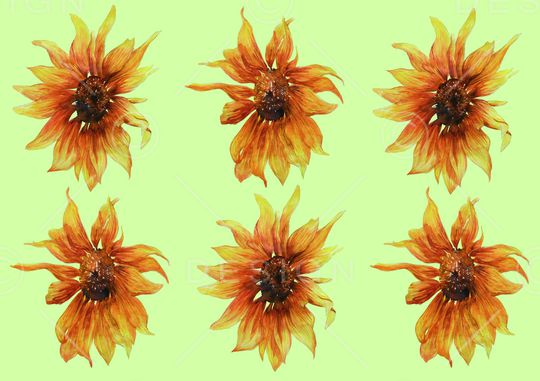 水彩花卉印花华亿平台图片