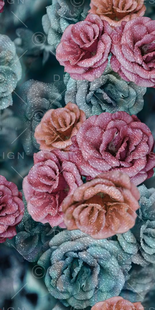 彩底花卉印花华亿平台图片