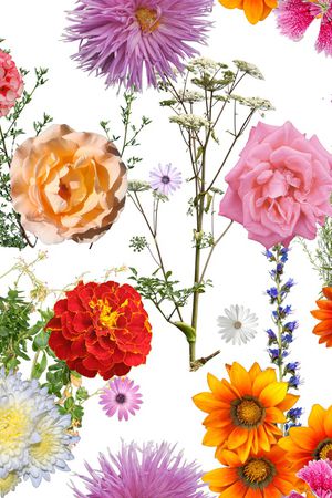 黑底花卉印花华亿平台图片