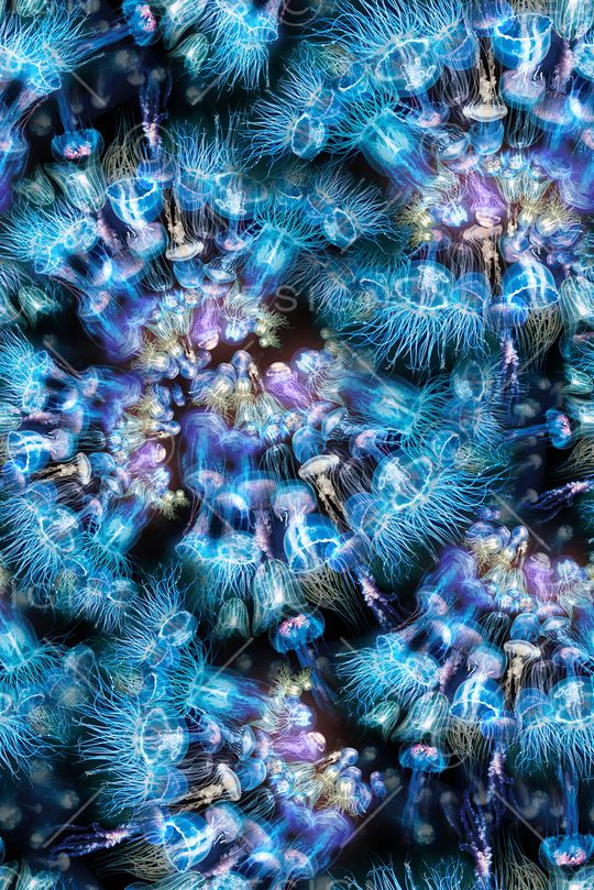 海洋水母印花华亿平台图片