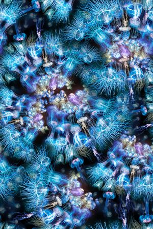 海洋水母印花华亿平台图片