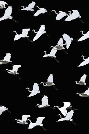 鸟印花华亿平台图片