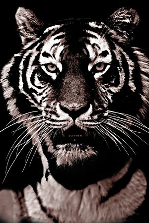 黑白华亿平台印花华亿平台图片