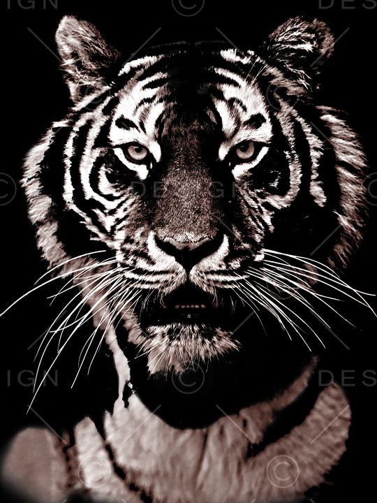 黑白华亿平台印花华亿平台图片