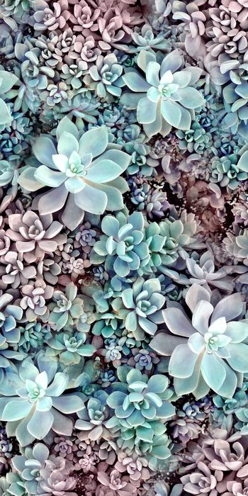 淑女印花华亿平台图片