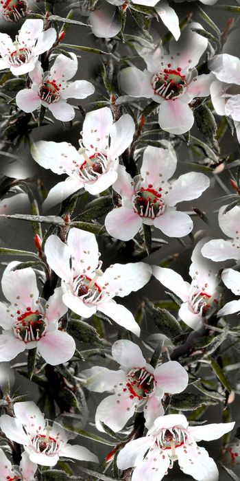 淑女印花华亿平台图片