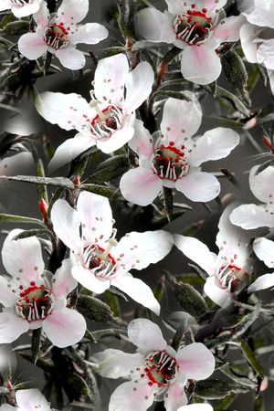 淑女印花华亿平台图片