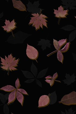 黑底花卉印花华亿平台图片