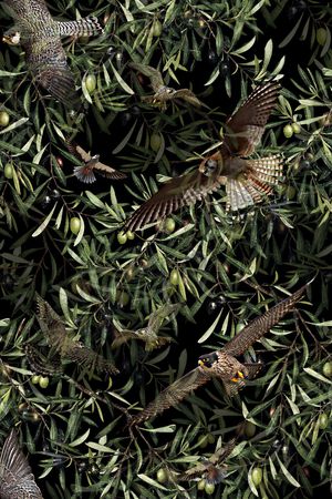 鸟印花华亿平台图片