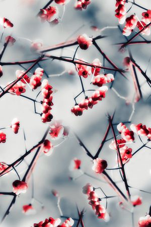 梅花印花华亿平台图片