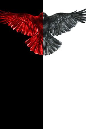 老鹰印花华亿平台图片